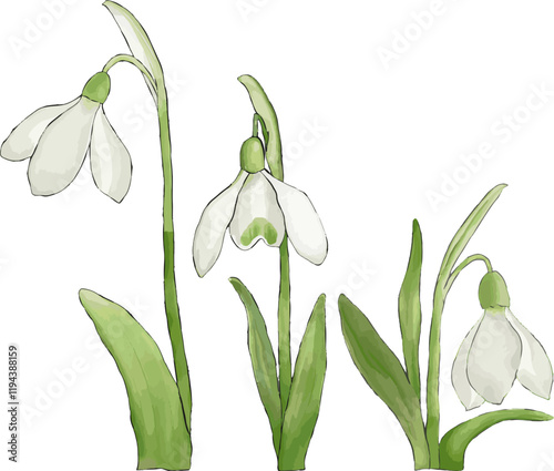A set of snowdrop flower vector illustration. Watercolor style snowdrop vector version.