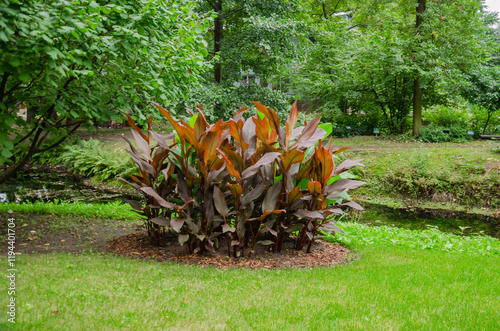canna plant grows in the park for the beauty of the landscape, canna has bloomed