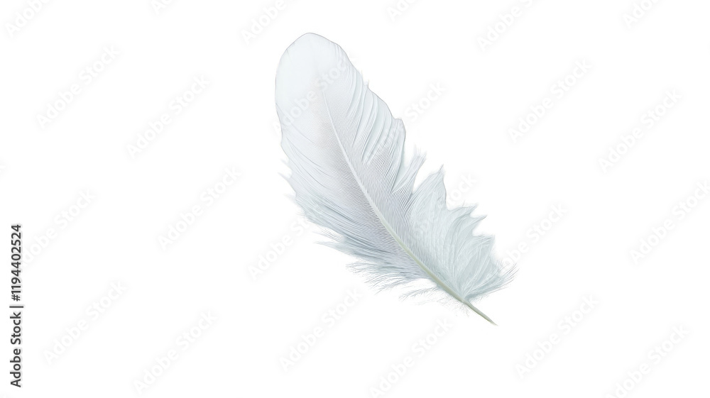 Elegant white feather on transparency background Elegant white feather on transparency background