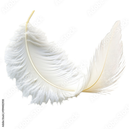 single white feather on plain background