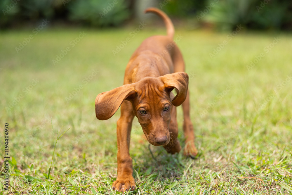 Hungarian Vizsla puppy dog running on grass with ears flapping Hungarian Vizsla puppy dog running on grass with ears flapping