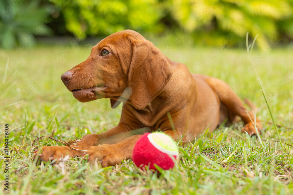 Hungarian Vizsla puppy dog lying down playing with tennis ball looking cute posing for the camera Hungarian Vizsla puppy dog lying down playing with tennis ball looking cute posing for the camera