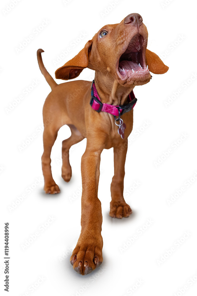 Hungarian Vizsla puppy dog looking cute with collar on posing for the camera Hungarian Vizsla puppy dog looking cute with collar on posing for the camera