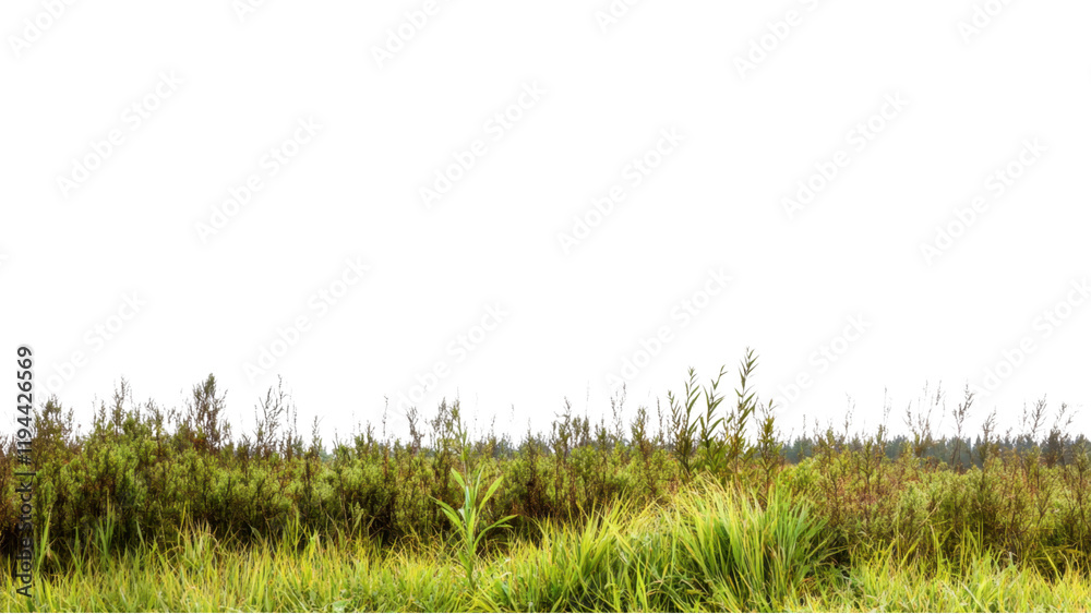 Fototapeta premium Golden Hour Sunset landscape concept. Lush grassland on transparent background.