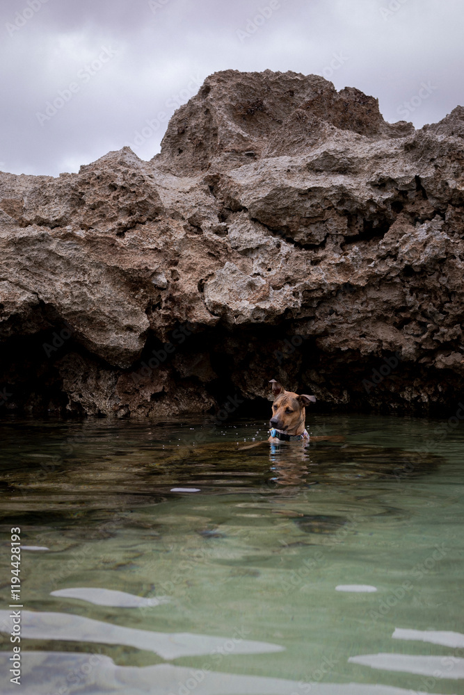 Fototapeta premium Brown dog stands in water and looks for fish