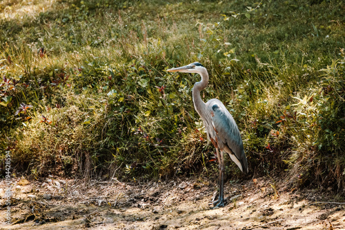 Blue Heron Looking for Fish by Pond photo