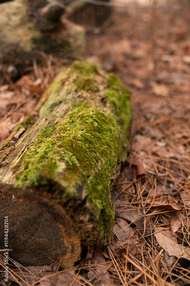 Moss: Nature's Soft Green Blanket Moss: Nature's Soft Green Blanket