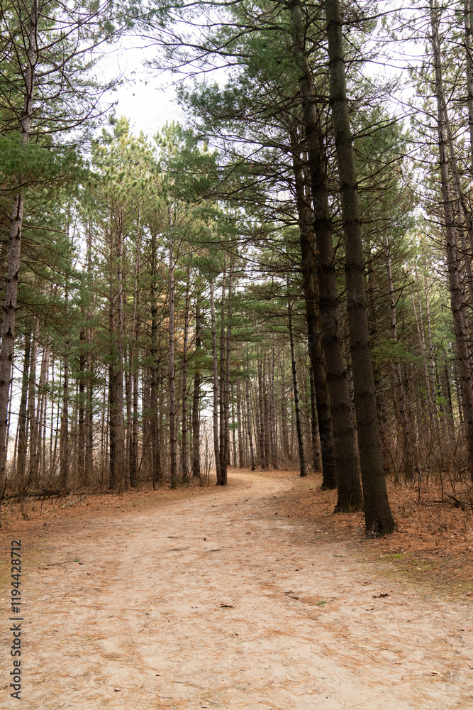 Going for a Tranquil Forest Walk Going for a Tranquil Forest Walk