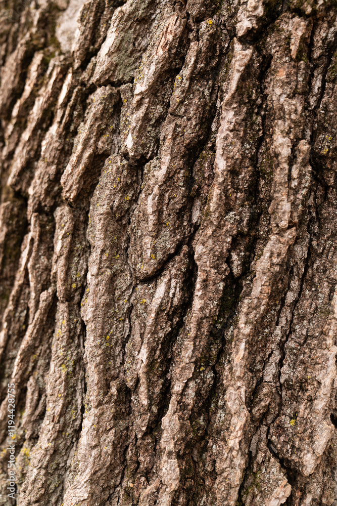 Textured Layers Revealing Tree's Story Textured Layers Revealing Tree's Story