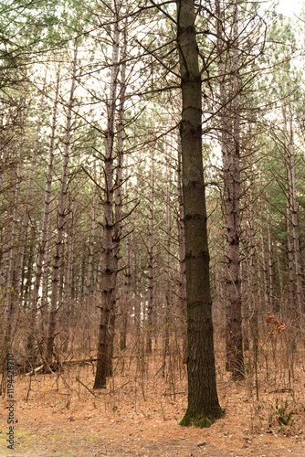 Wallpaper Mural Among the Pine Tree Forest Torontodigital.ca