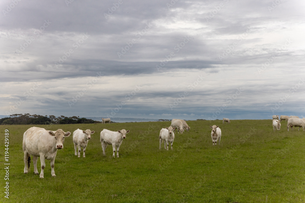 White Cattle in Field looking at camera with dark clouds White Cattle in Field looking at camera with dark clouds