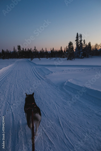 Alaskan malamute on a snowy trail at twilight in open wilderness photo