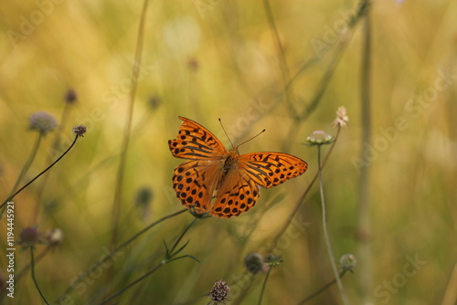 una farfalla argynnis paphia in estate in un campo photo