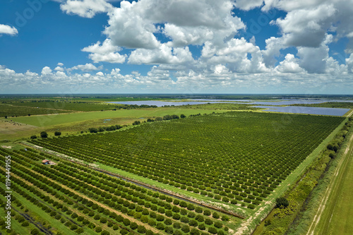 View from above of green farmlands with rows of orange grove trees growing on a sunny day in Florida