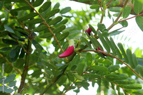 Bright red young flower of Sesbania Grandiflora blooming on branch with green leave in Thailand. Another name is Vegetable Humming Bird, Butterfly tree, Humming Bird tree, Sesban. photo