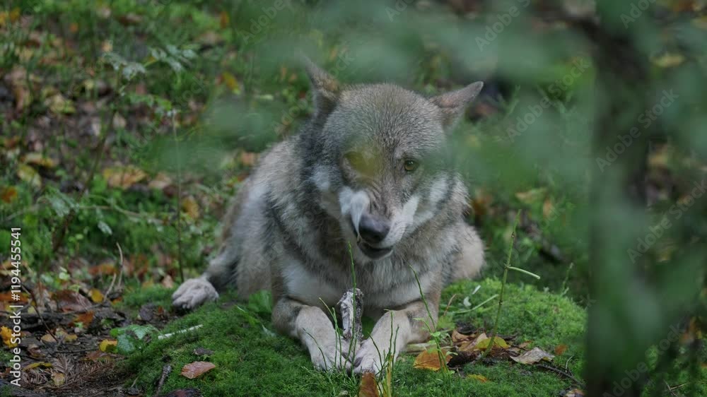 Wolf (Canis lupus) gnawing a bone from prey on the forest floor in the rain Wolf (Canis lupus) gnawing a bone from prey on the forest floor in the rain