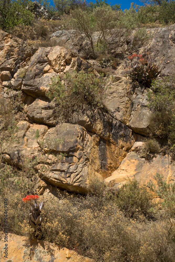 Mitre Aloe (Aloe perfoliata) growing amongst the rocks on a cliff face near Botriver (botrivier) in the Overberg, Western Cape, South Africa. Mitre Aloe (Aloe perfoliata) growing amongst the rocks on a cliff face near Botriver (botrivier) in the Overberg, Western Cape, South Africa.