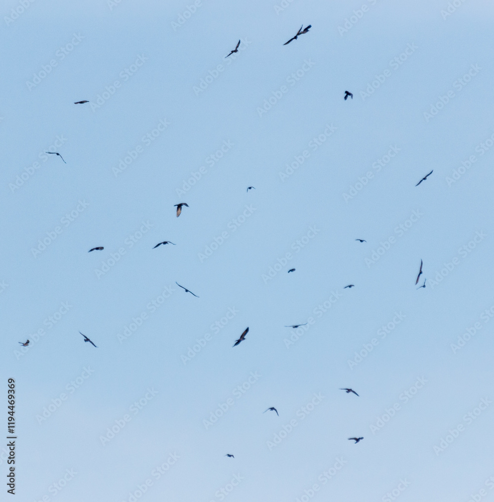 A flock of birds flying in a circle in the sky A flock of birds flying in a circle in the sky