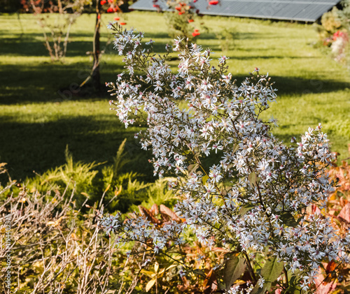 A flower with long stems and many small white flowers all over the stem; the green garden in the background. photo