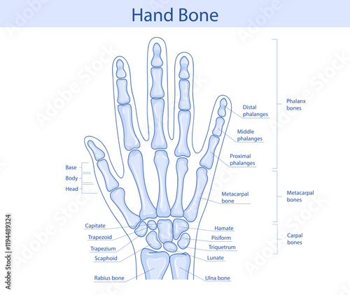 Anatomy of the bones of the hand and wrist. Vector medical illustration