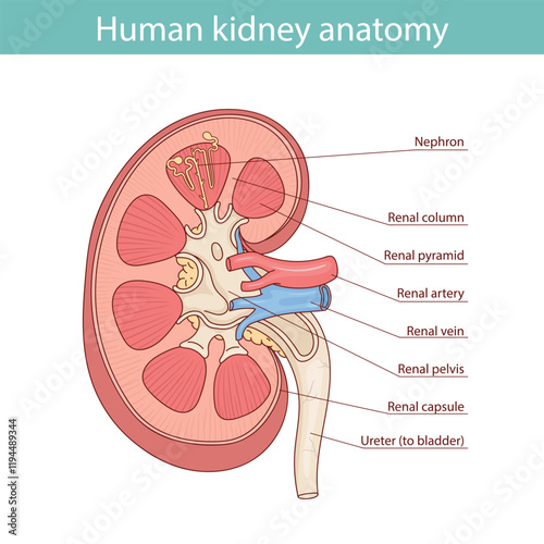 Diagram showing human kidney anatomy illustration