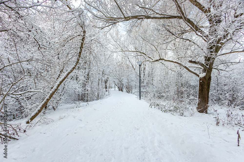 A forest covered with snow, winter landscape in the forest, snow-covered frozen trees, Russian winter, sunny winter day in the countryside A forest covered with snow, winter landscape in the forest, snow-covered frozen trees, Russian winter, sunny winter day in the countryside