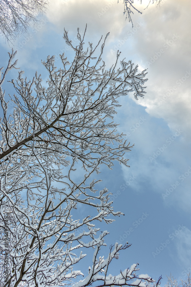 A forest covered with snow, winter landscape in the forest, snow-covered frozen trees, Russian winter, sunny winter day in the countryside A forest covered with snow, winter landscape in the forest, snow-covered frozen trees, Russian winter, sunny winter day in the countryside