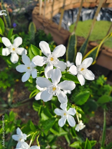 White flowers of Wrightia antidysenterica blooming in nature environment in Thailand. Another name is Idda, Snowflake, Arctic Snow, Winter Cherry tree, Sweet Indrajao, Pudpitchaya. photo