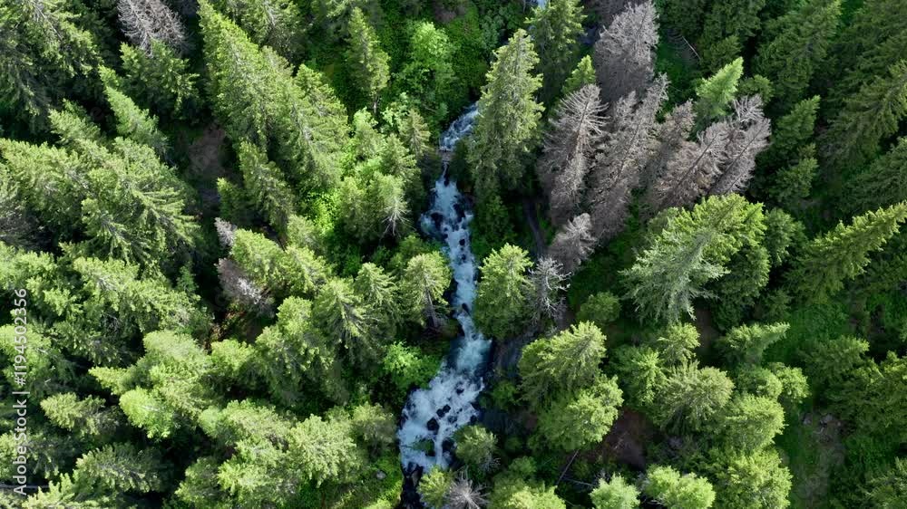 A dense green forest with a flowing river cutting through the trees in daylight , aerial view