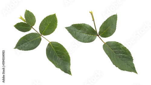 Fototapeta Naklejka Na Ścianę i Meble -  Fresh green rose leaves isolated on transparent background	
