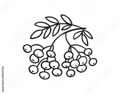 Branch of rowan tree doodle hand drawn icon. Drawing Branch of rowan tree clipart element.