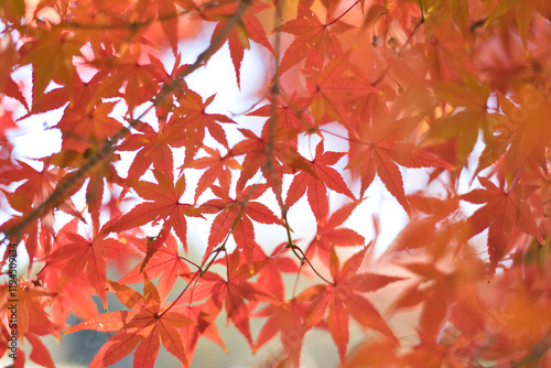 光が差し込む紅葉