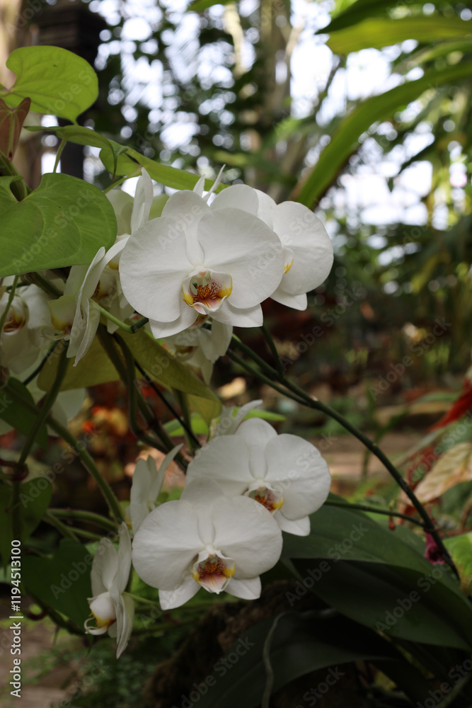 white orchids with red center bloom in tropical garden white orchids with red center bloom in tropical garden