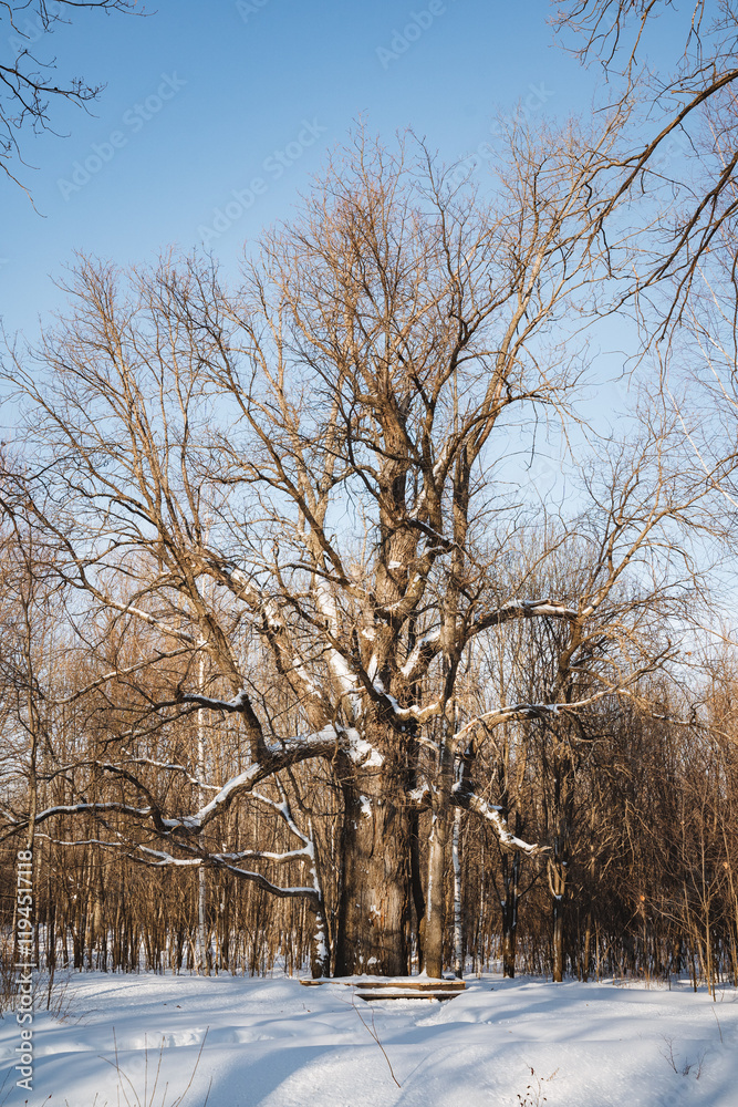 A large, majestic tree stands solitary in the heart of a serene, snowy forest, surrounded by white snowflakes gently falling on the ground, creating a picturesque winter landscape A large, majestic tree stands solitary in the heart of a serene, snowy forest, surrounded by white snowflakes gently falling on the ground, creating a picturesque winter landscape