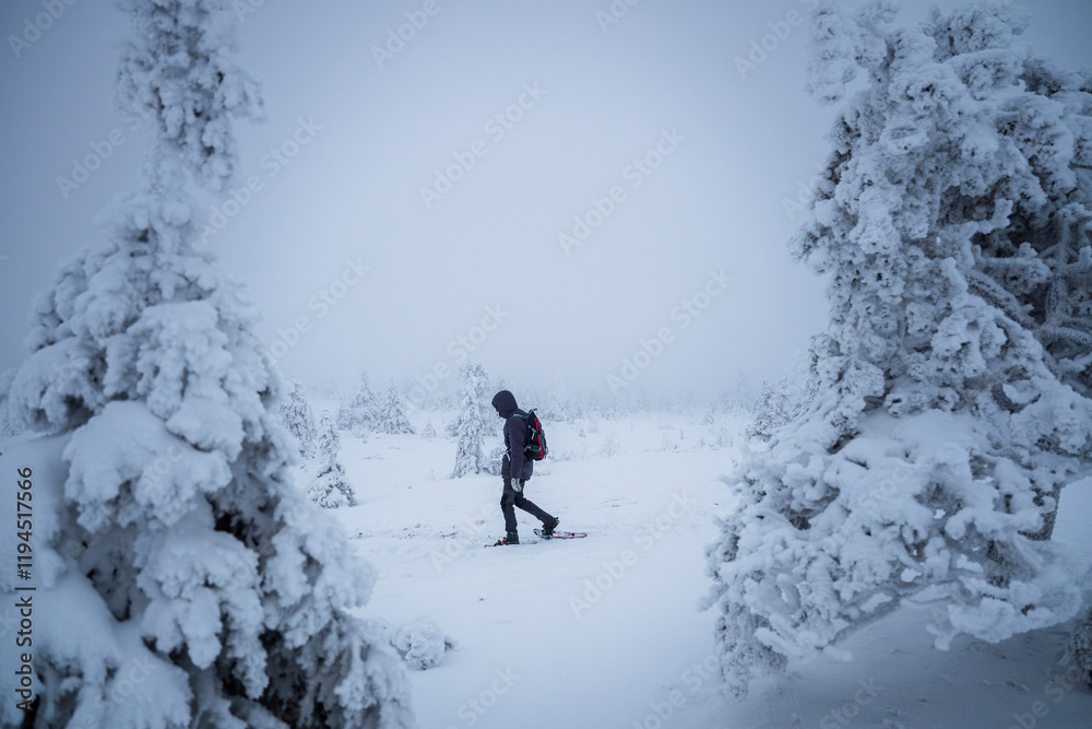 man in snowshoes walks through the national park of Finland man in snowshoes walks through the national park of Finland