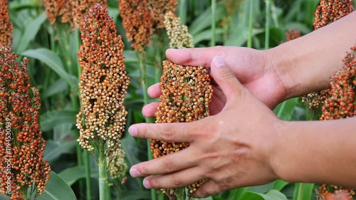 Farmer examines sorghum crop in vibrant agricultural field during sunny day