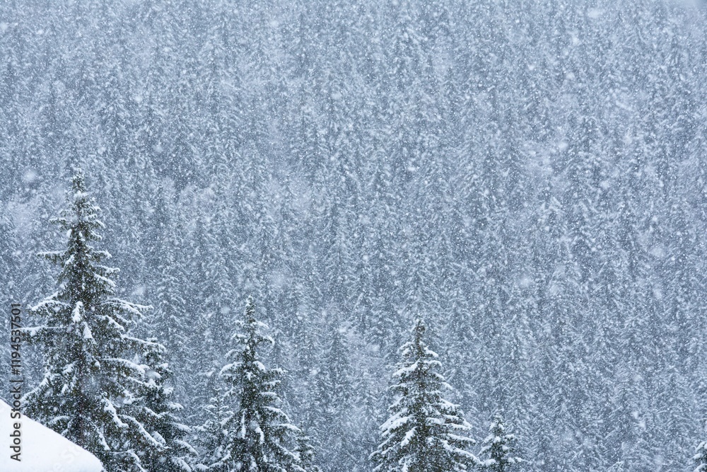 Snowy Pine Trees in Winter Forest Snowy Pine Trees in Winter Forest