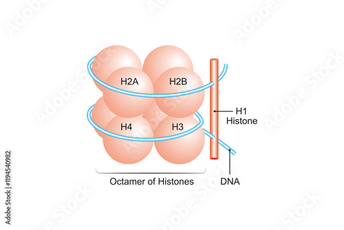 Histone Molecule Structure Science Design. Vector Illustration.