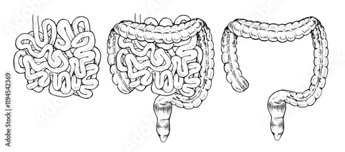 Vector illustration of the human digestive system, showing large and small intestines separately. Hand drawn, black and white design ideal for medical, educational or biological purposes