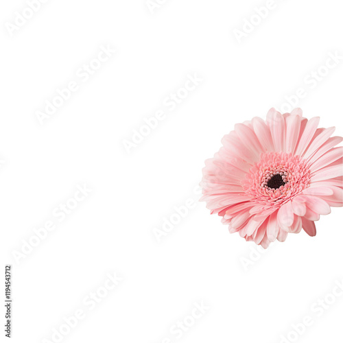Delicate pink flower transparent background floral arrangement nature portrait studio setting close-up view beauty concept