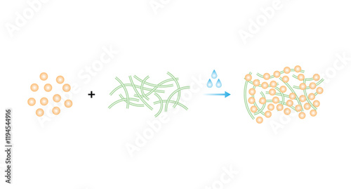 Gluten Molecule Formation From Gliadin and Glutenin Science Design. Vector Illustration.