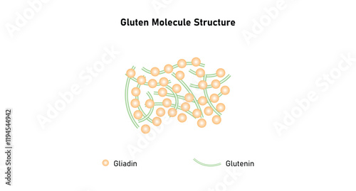 Gluten Molecule Structure Science Design. Vector Illustration. photo