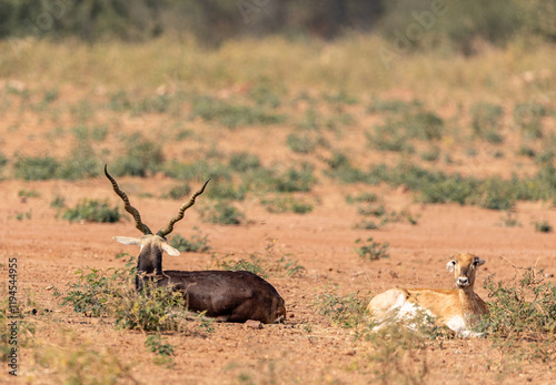 A male blackbuck with majestic spiral horns and a female blackbuck rest peacefully in the arid landscape of the Bishnoi Blackbuck Reserve in Jodhpur. photo