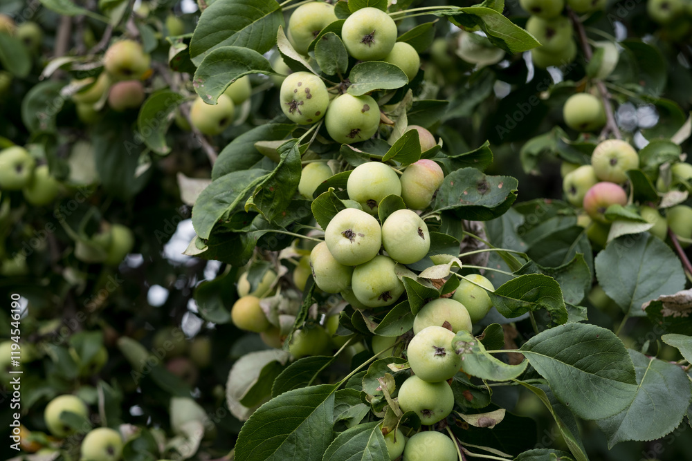 green apples on a branch, fruit competition green apples on a branch, fruit competition