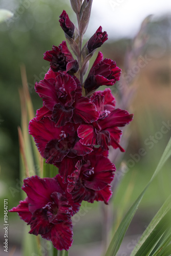 Gladiolus flower in beautiful burgundy color