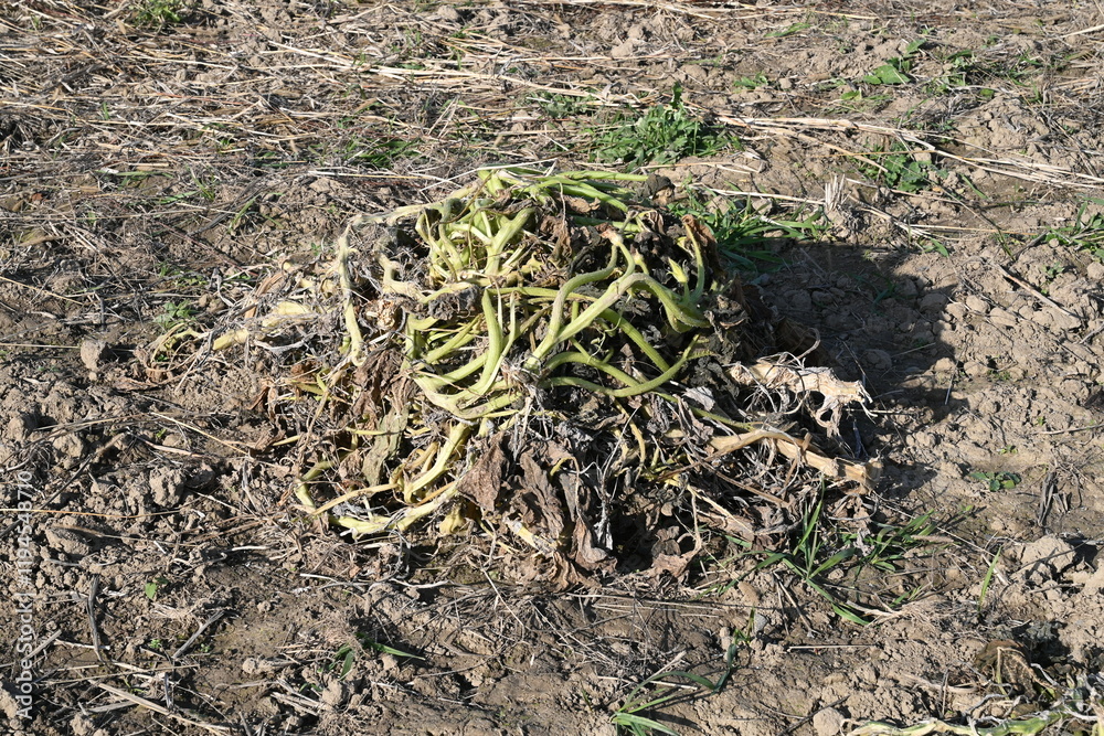 Dried Plants Pile