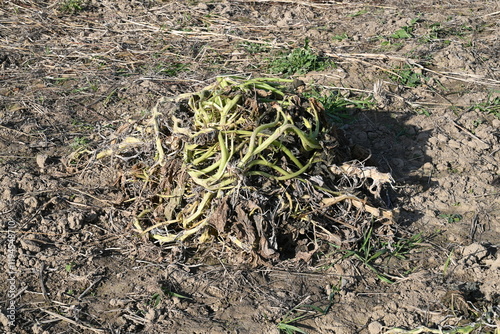 Obraz na płótnie Dried Plants Pile w salonie