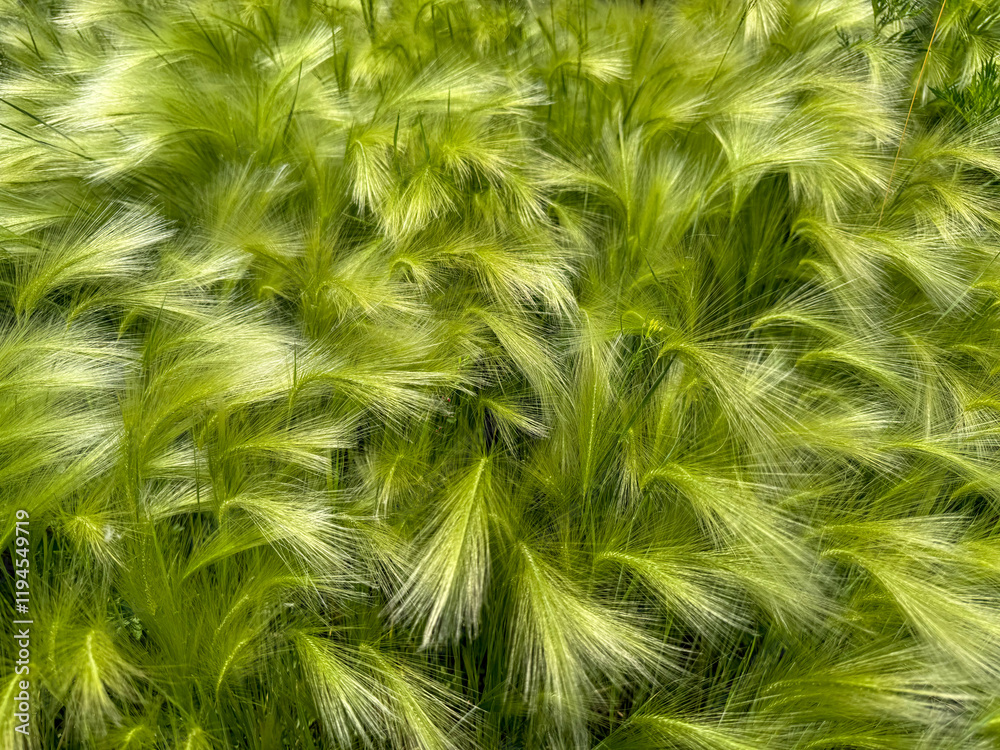 Obraz premium green fluffy grass sways in the wind