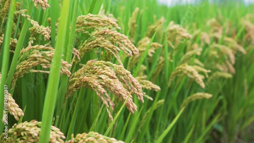 Harvesting mature rice plants in a lush field on a sunny day, showcasing agricultural practices and local farming methods