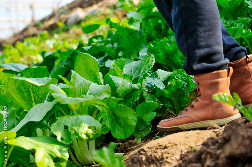 Fototapeta premium Walking in the shoes on the green vegetable field